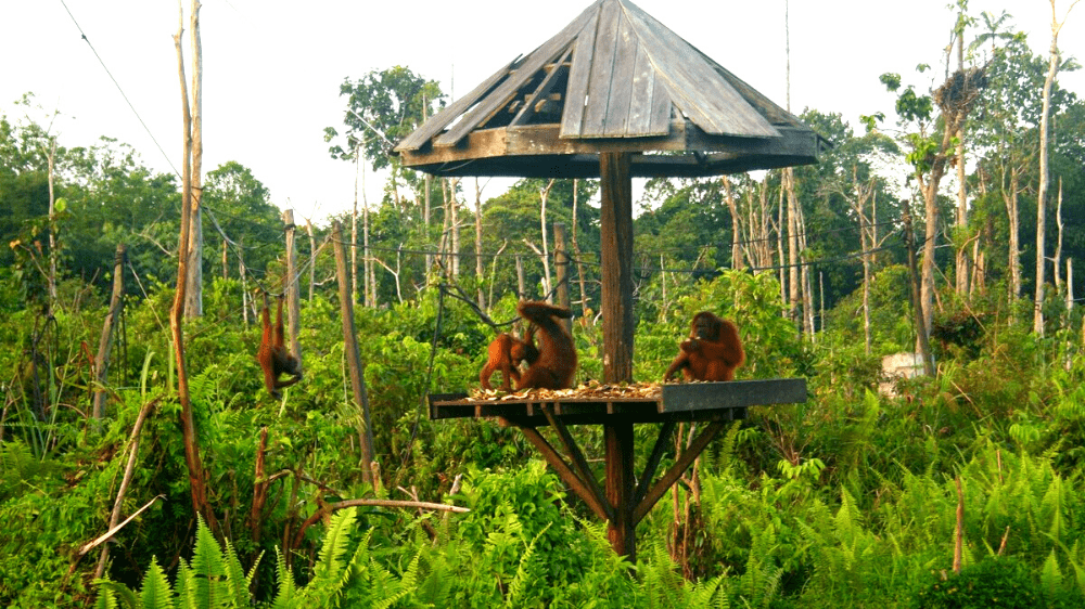 インドネシアのカリマンタン島でオランウータンとの至近距離体験 | セカイチ[Sekaicheese]