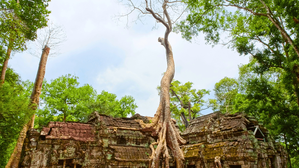 TaProhm1