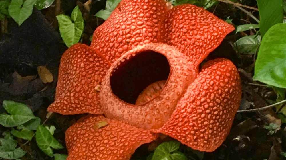 rafflesia