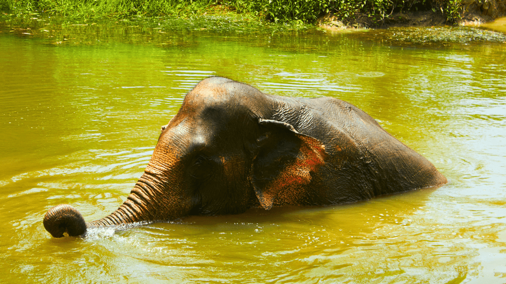 thailand_elephant2