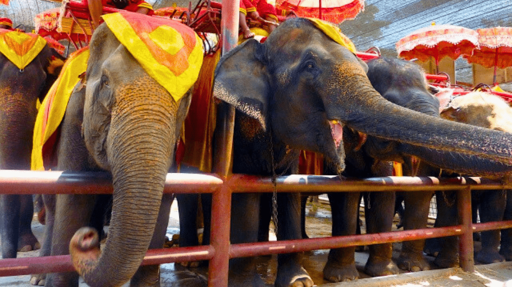 thailand_elephant3