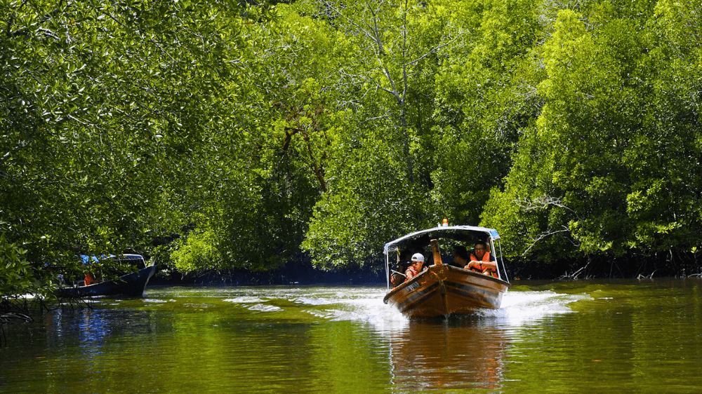 Langkawi_Mangrove