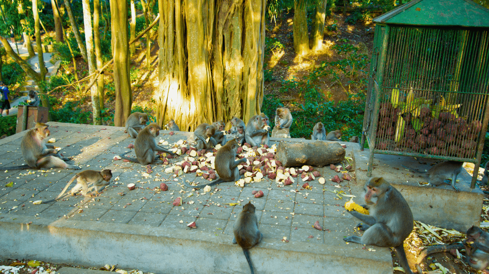 ubud8